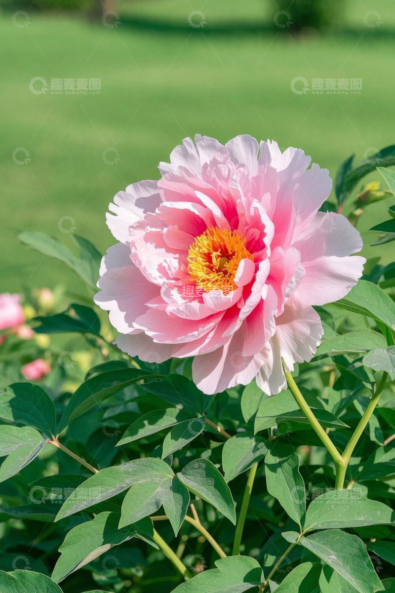 高清大图下载【趣麦麦图】盛开的粉色牡丹花特写