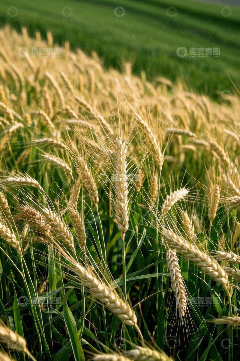 高清大图下载【趣麦麦图】成熟的小麦田风光