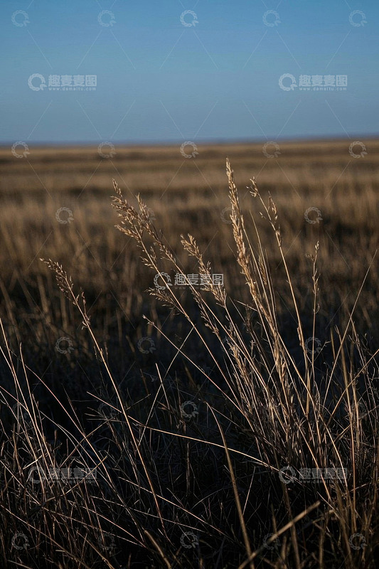 野外枯黄草地自然景观