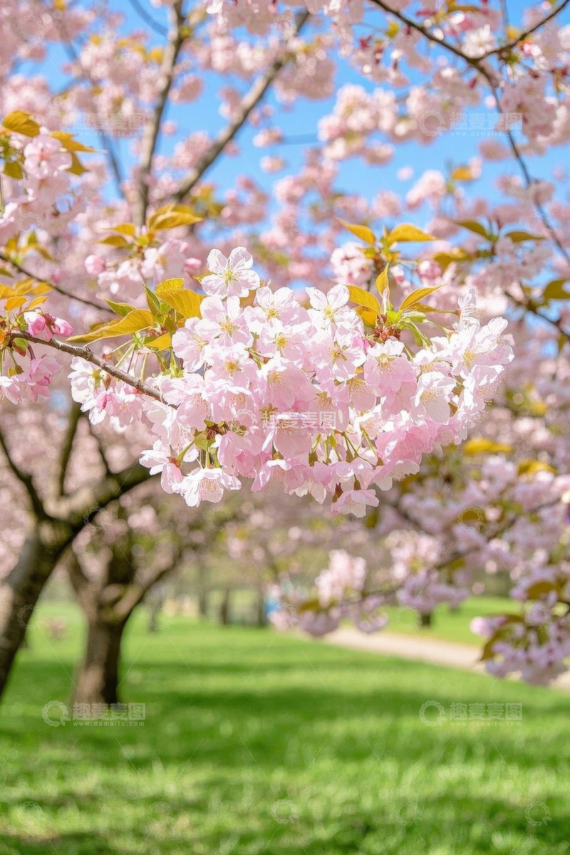 高清大图下载【趣麦麦图】盛开的粉色樱花树枝