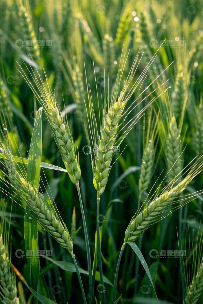 高清大图下载【趣麦麦图】特写绿色小麦植株
