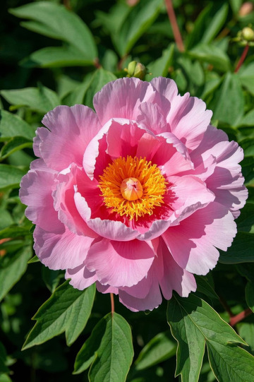 特写粉色牡丹花