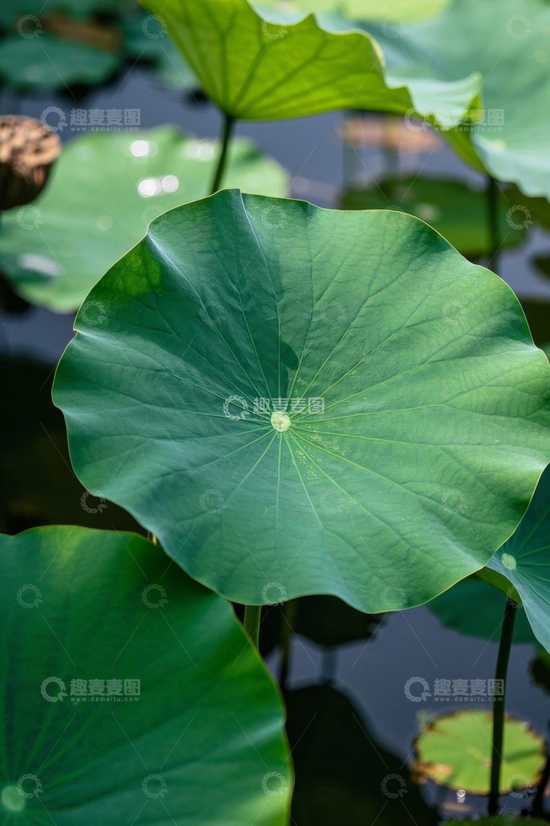 高清大图下载【趣麦麦图】池塘中特写的绿色荷叶