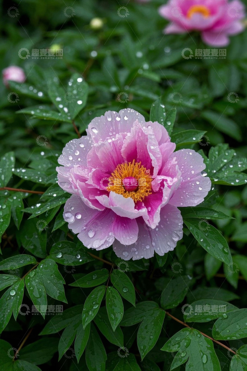 高清大图下载【趣麦麦图】带水珠的粉色牡丹花特写