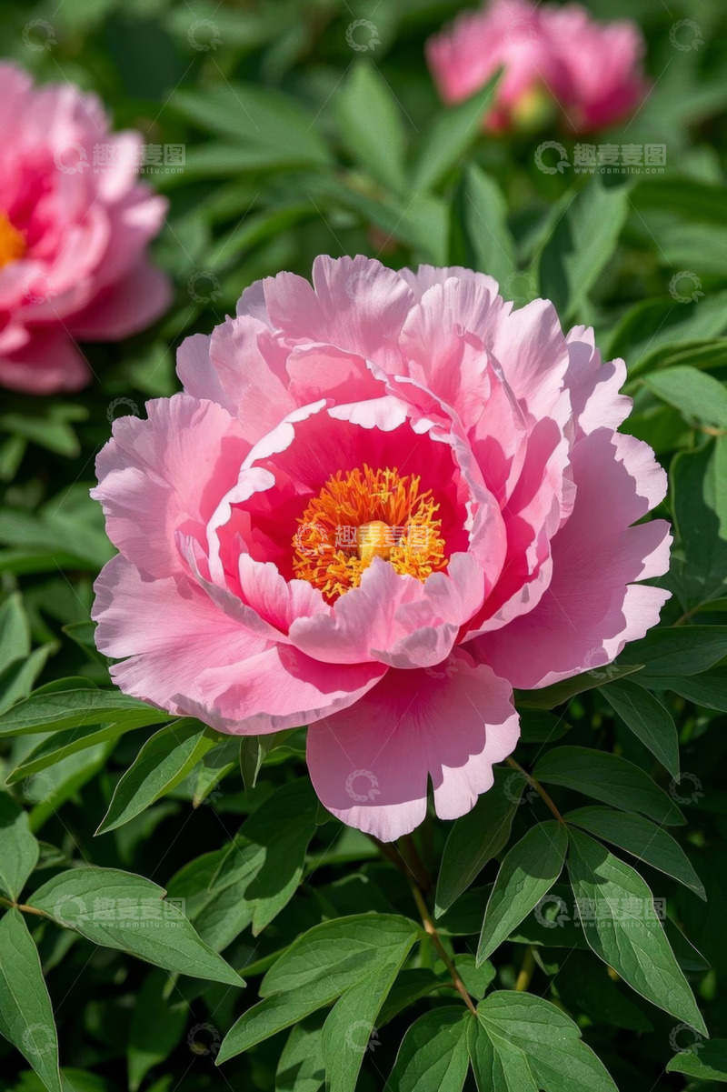 高清大图下载【趣麦麦图】盛开的粉色牡丹花特写