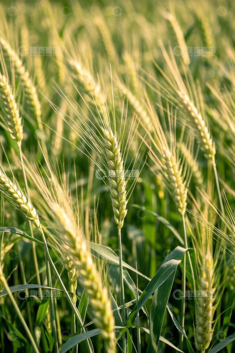 高清大图下载【趣麦麦图】金黄小麦田自然景象