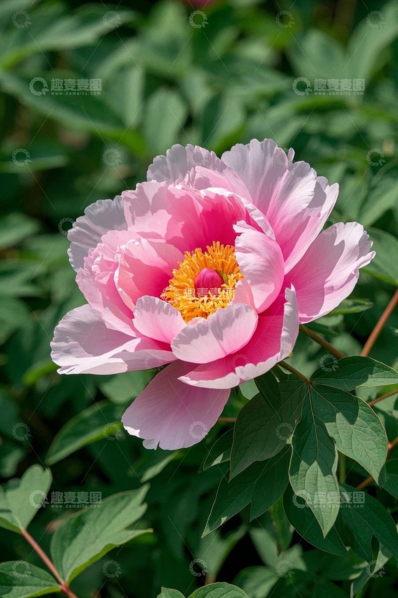 高清大图下载【趣麦麦图】粉色牡丹花特写