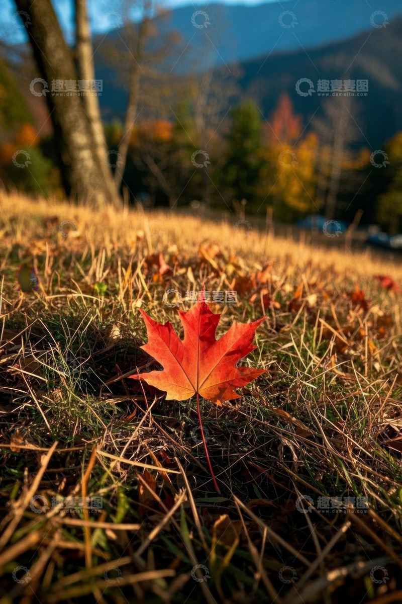高清大图下载【趣麦麦图】秋日草地中的红枫叶