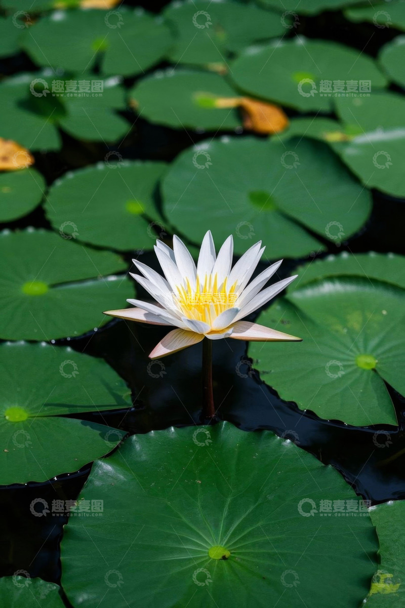 高清大图下载【趣麦麦图】水中盛开的白色睡莲与荷叶