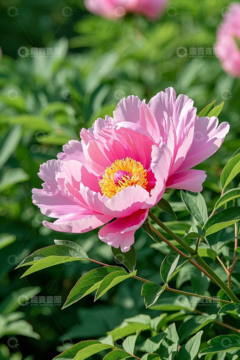 高清大图下载【趣麦麦图】盛开的粉色牡丹花特写