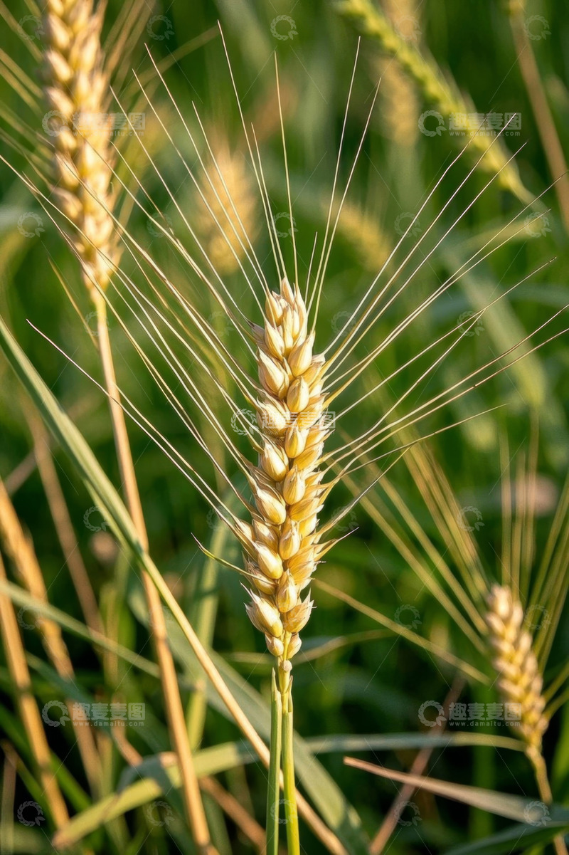 高清大图下载【趣麦麦图】成熟小麦特写