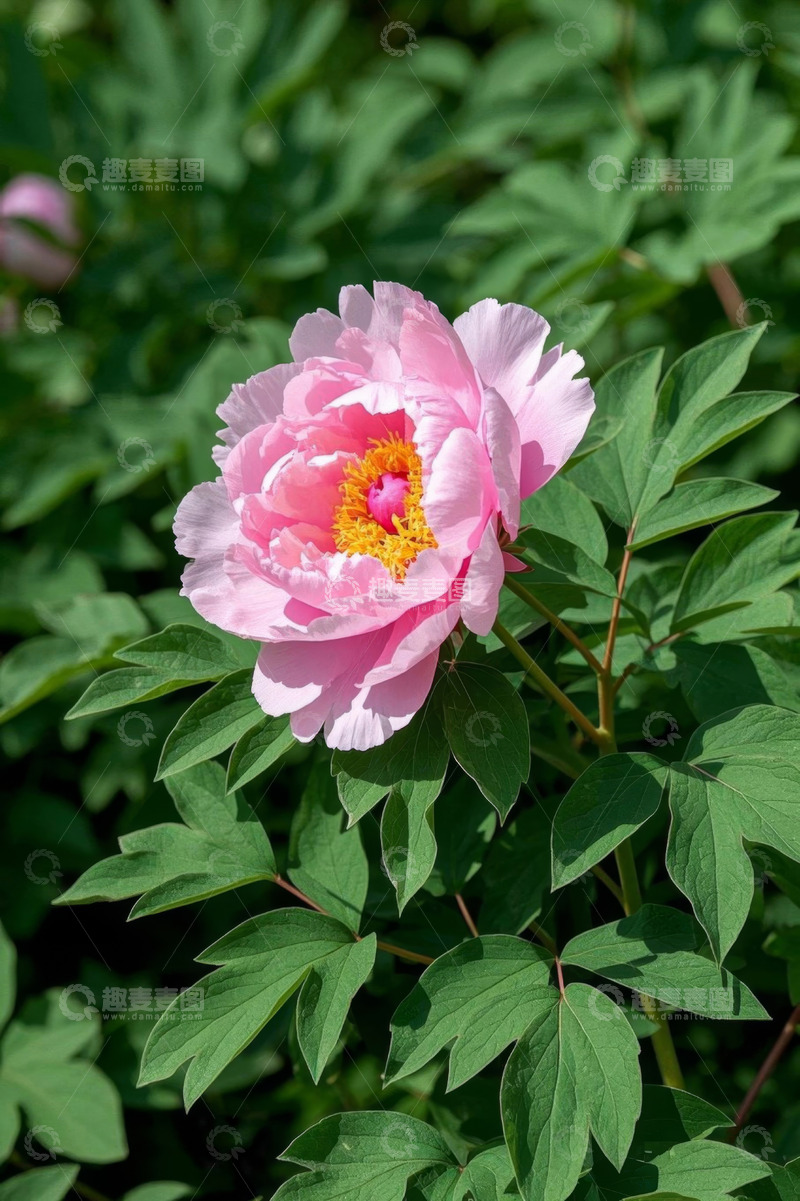高清大图下载【趣麦麦图】盛开的粉色牡丹花特写