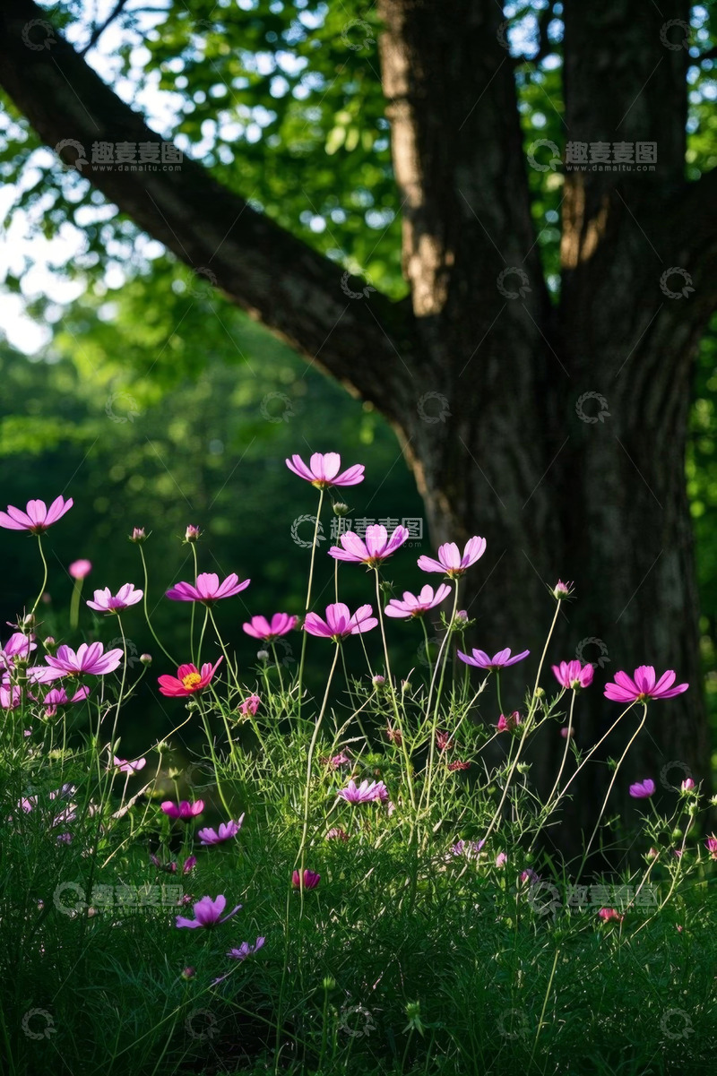 高清大图下载【趣麦麦图】树下盛开的粉色花朵
