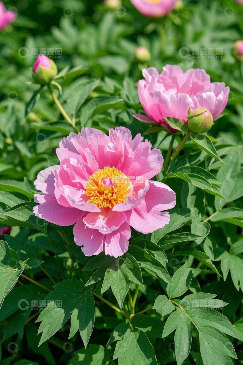 高清大图下载【趣麦麦图】盛开的粉色牡丹花