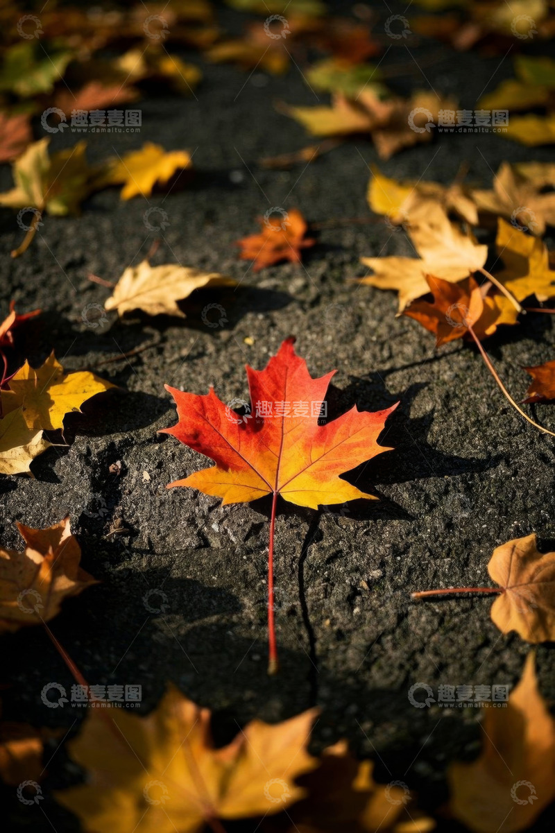 高清大图下载【趣麦麦图】地面上的秋日枫叶