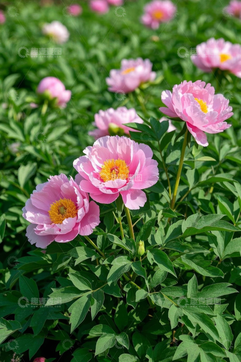 高清大图下载【趣麦麦图】盛开的粉色牡丹花