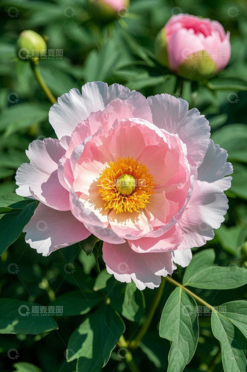 高清大图下载【趣麦麦图】盛开的粉色牡丹花特写