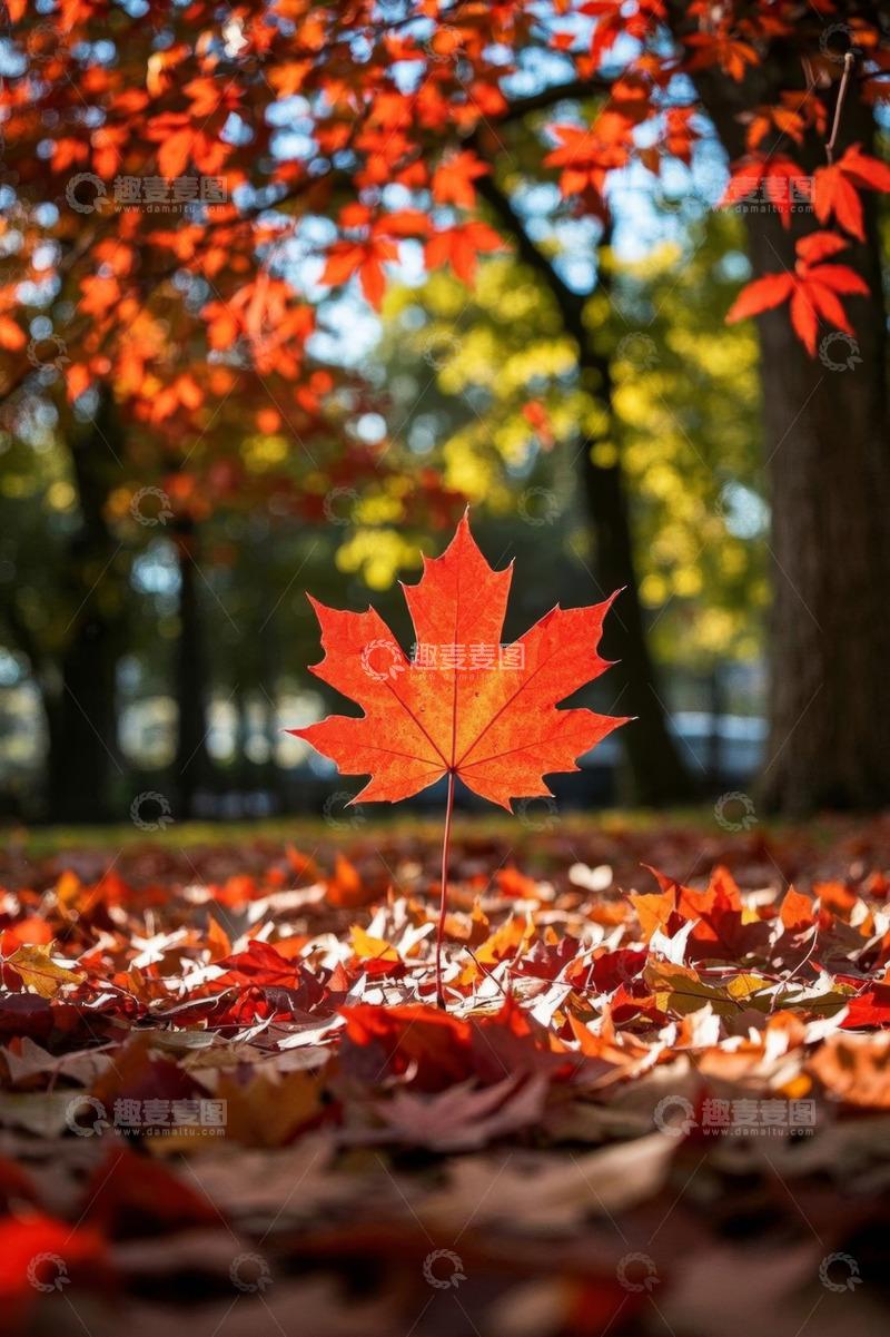 高清大图下载【趣麦麦图】秋季森林中的红色枫叶