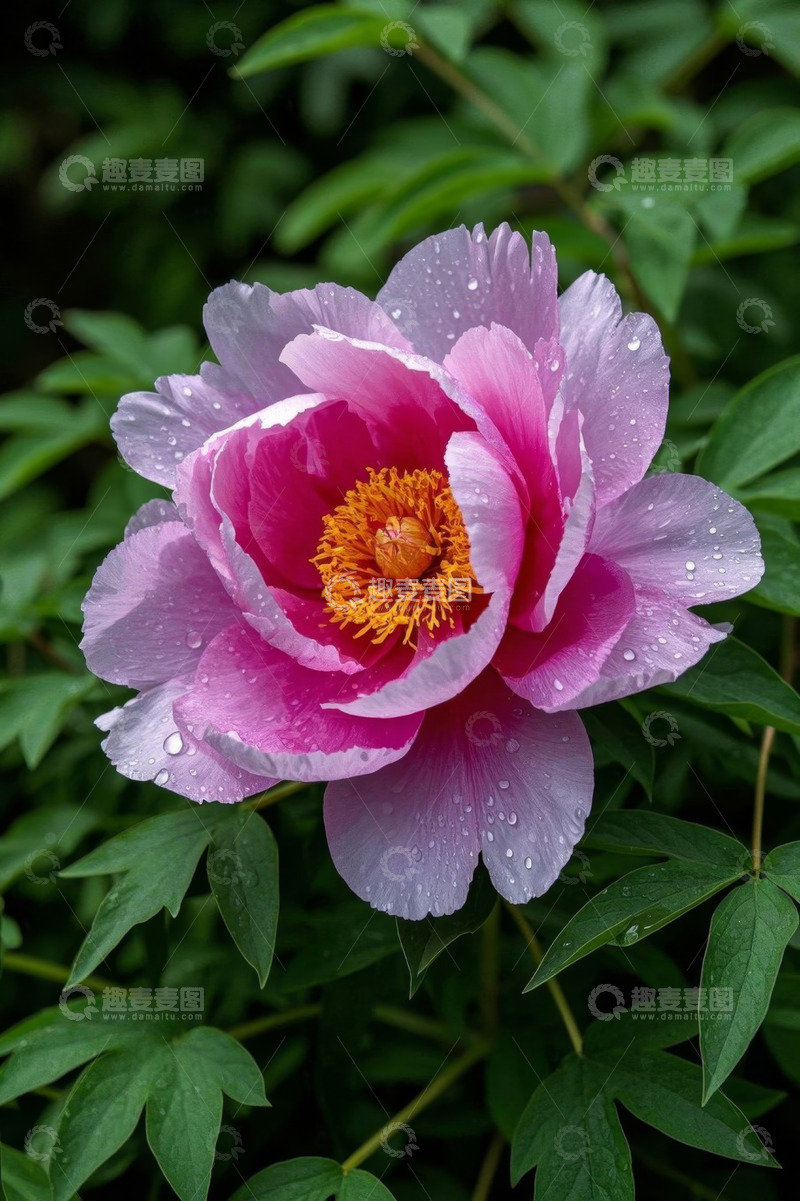 高清大图下载【趣麦麦图】带水珠的盛开粉色牡丹花