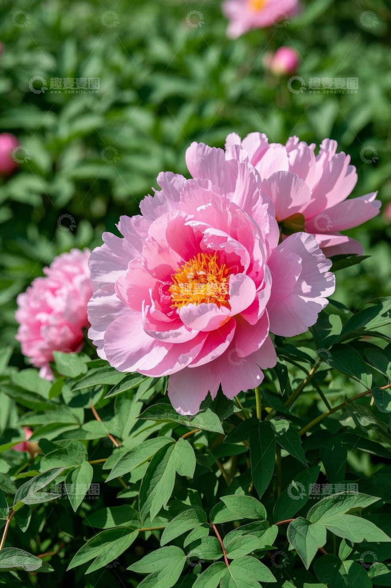 高清大图下载【趣麦麦图】盛开的粉色牡丹花特写