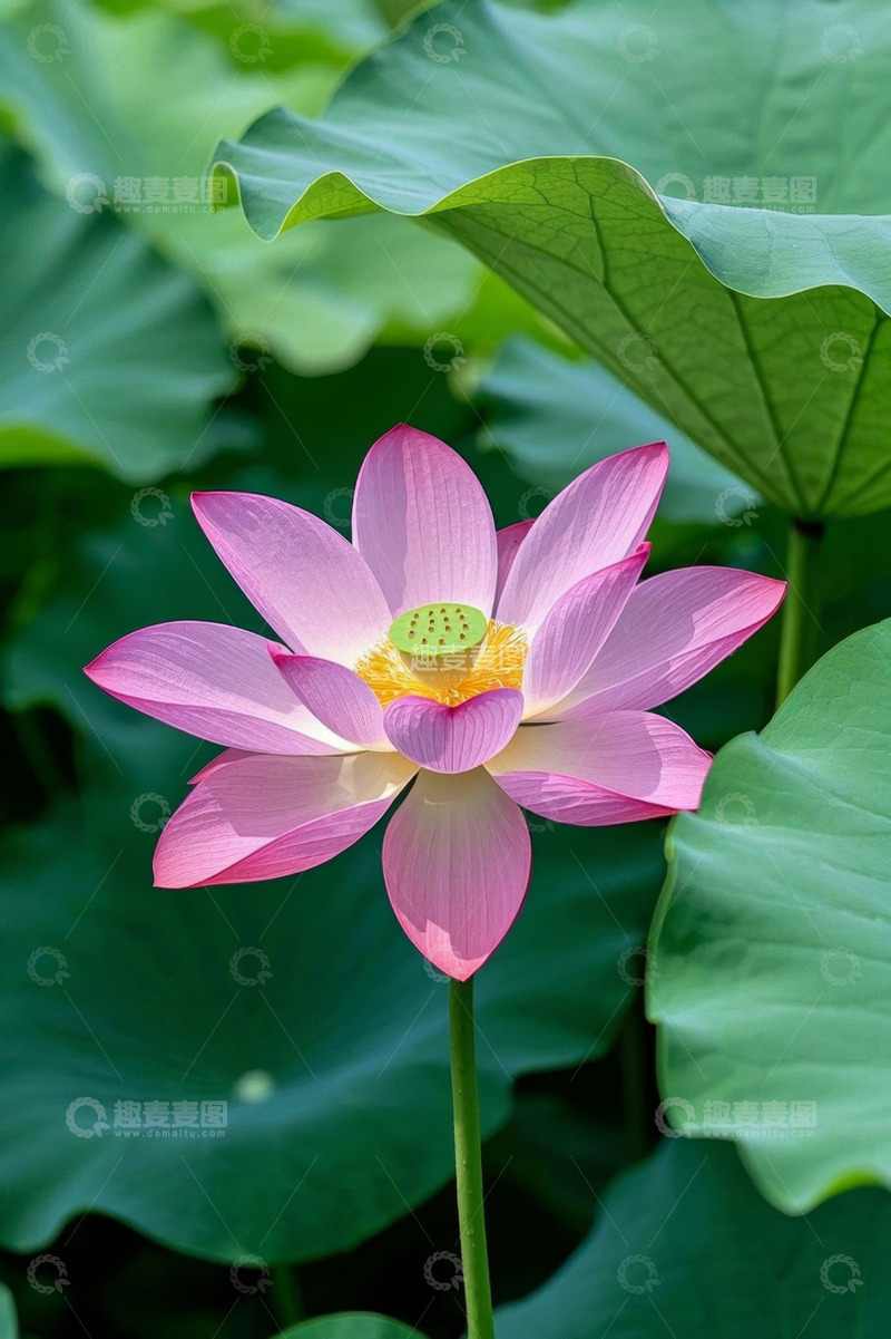 高清大图下载【趣麦麦图】盛开的粉色荷花与荷叶