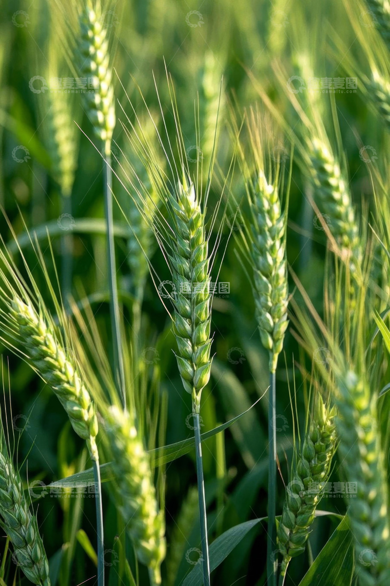 高清大图下载【趣麦麦图】绿色麦田中的小麦特写