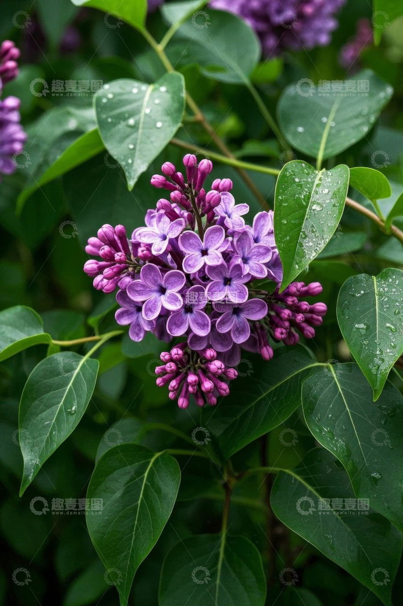 高清大图下载【趣麦麦图】紫色丁香花带露特写