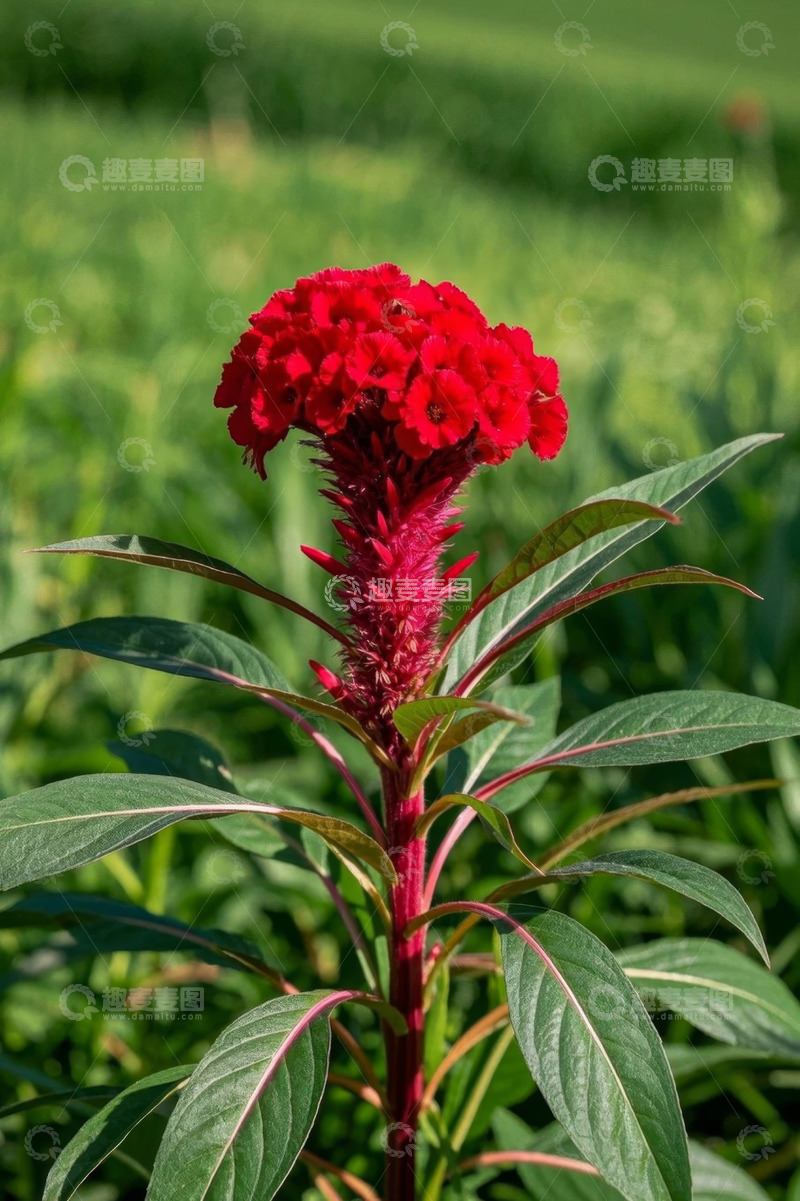 高清大图下载【趣麦麦图】户外红色鸡冠花特写