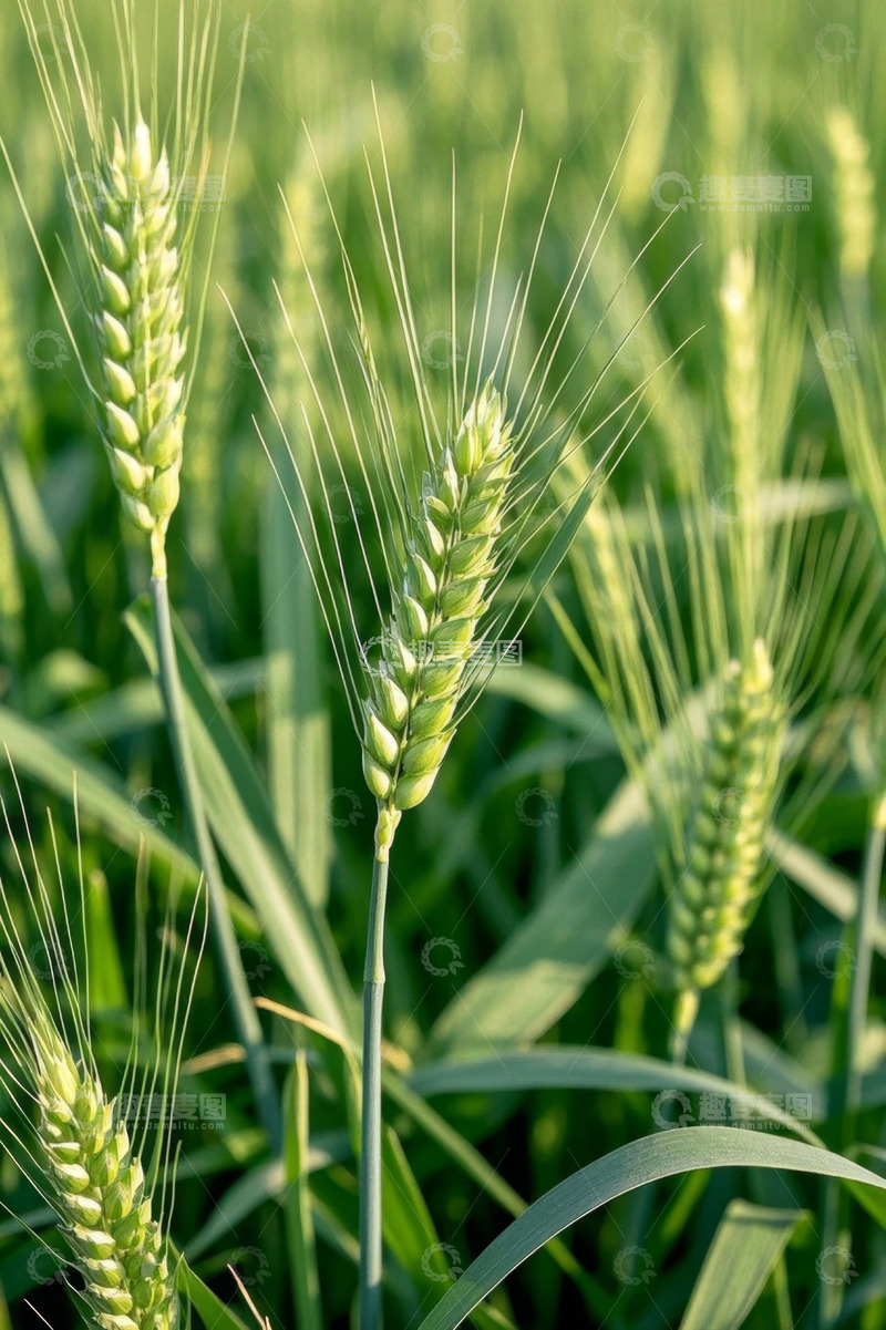 高清大图下载【趣麦麦图】特写生长中的绿色小麦
