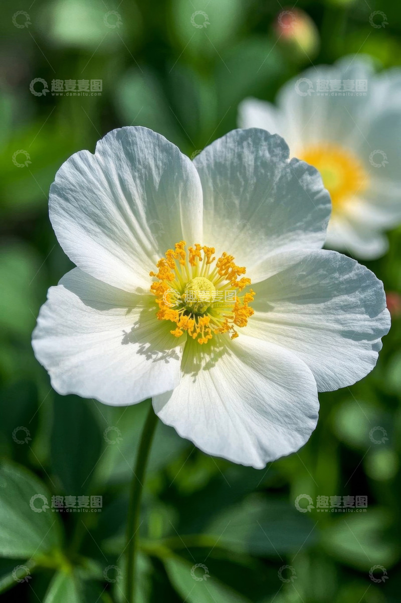 高清大图下载【趣麦麦图】白色花朵特写