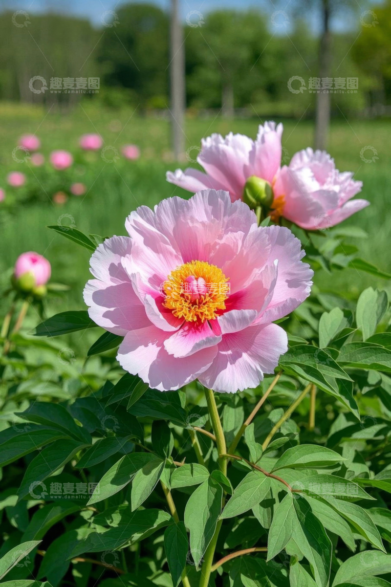 高清大图下载【趣麦麦图】户外盛开的粉色牡丹花