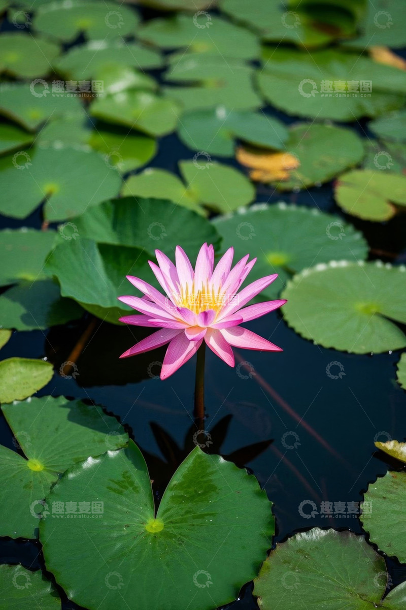 高清大图下载【趣麦麦图】水中绽放的粉色睡莲