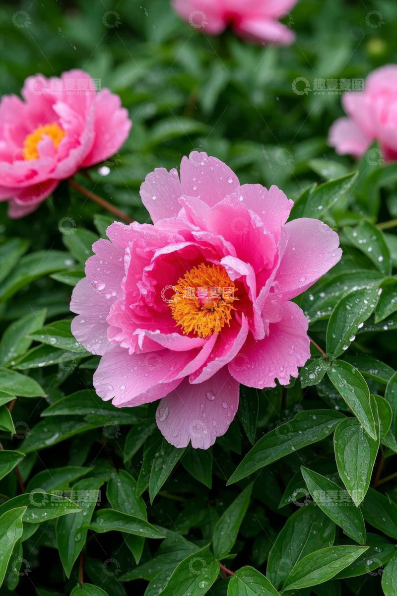 高清大图下载【趣麦麦图】带水珠的盛开粉色牡丹花