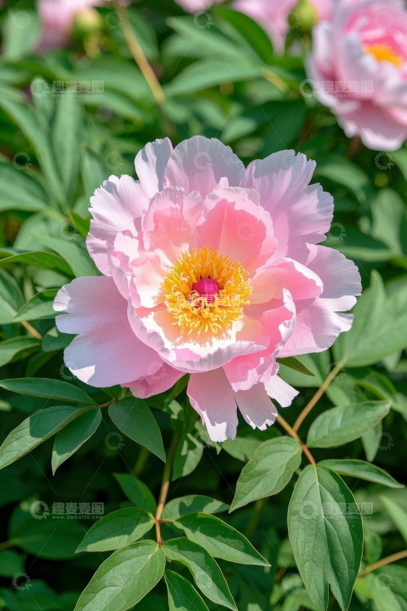 高清大图下载【趣麦麦图】盛开的粉色牡丹花特写