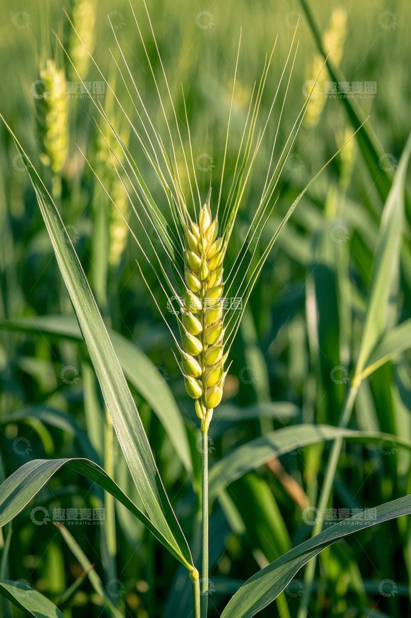 高清大图下载【趣麦麦图】特写小麦麦穗与麦秆
