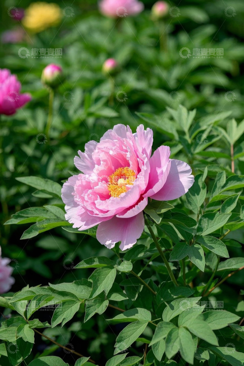 高清大图下载【趣麦麦图】盛开的粉色牡丹花