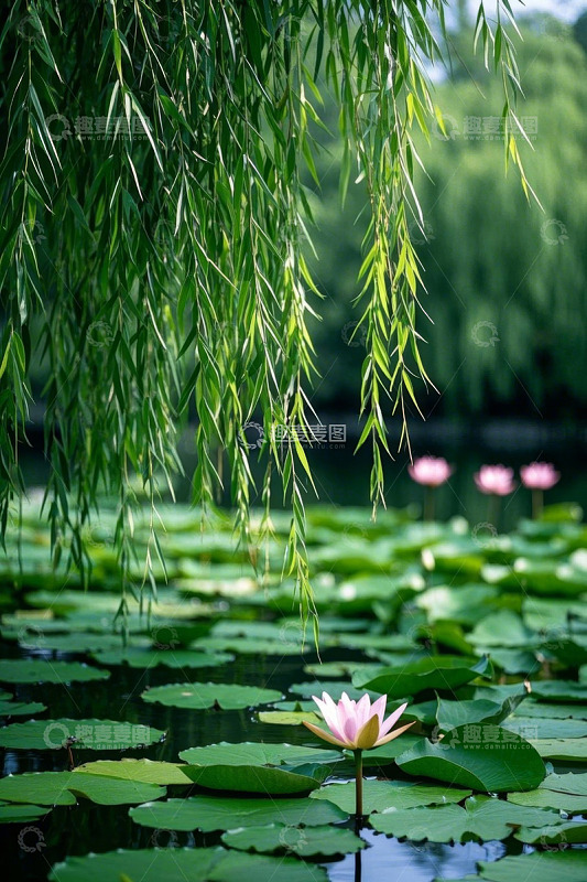 池塘垂柳与荷花景致