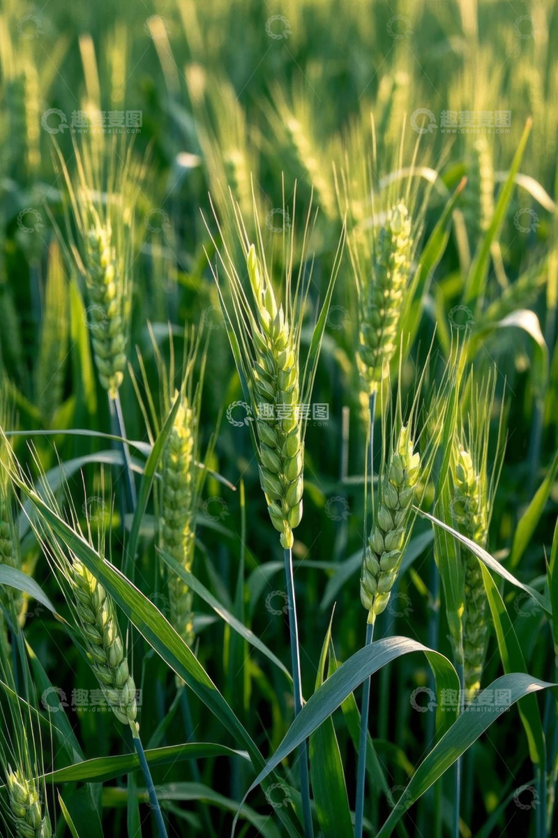 高清大图下载【趣麦麦图】田间生长的小麦特写