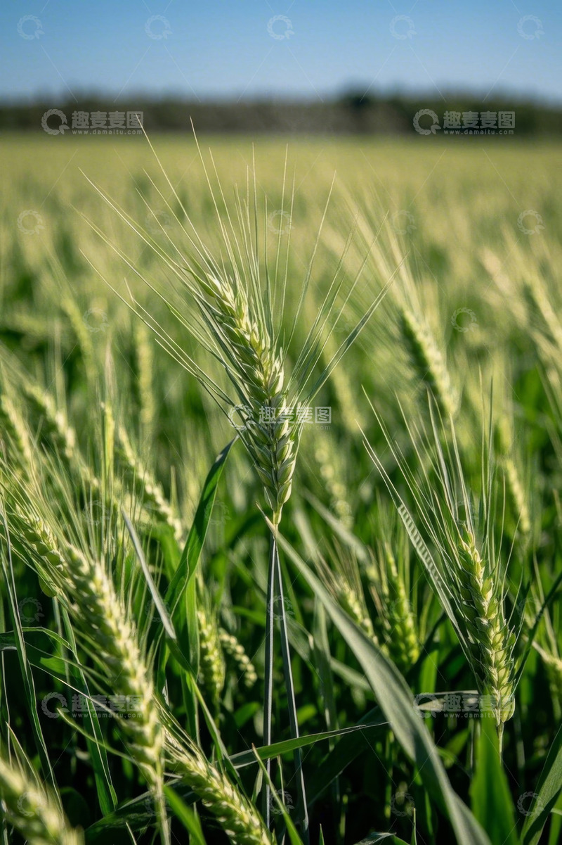 高清大图下载【趣麦麦图】麦田里的小麦特写