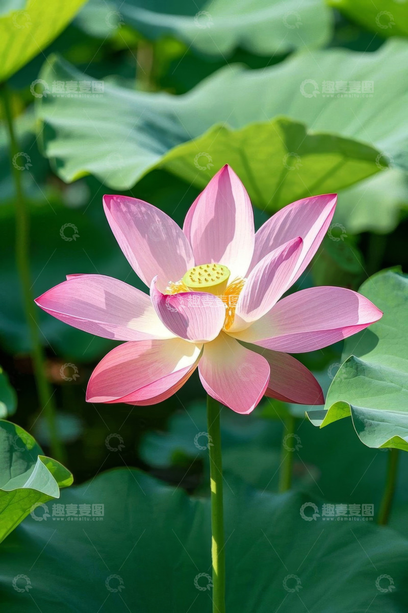 高清大图下载【趣麦麦图】盛开的粉色荷花与荷叶