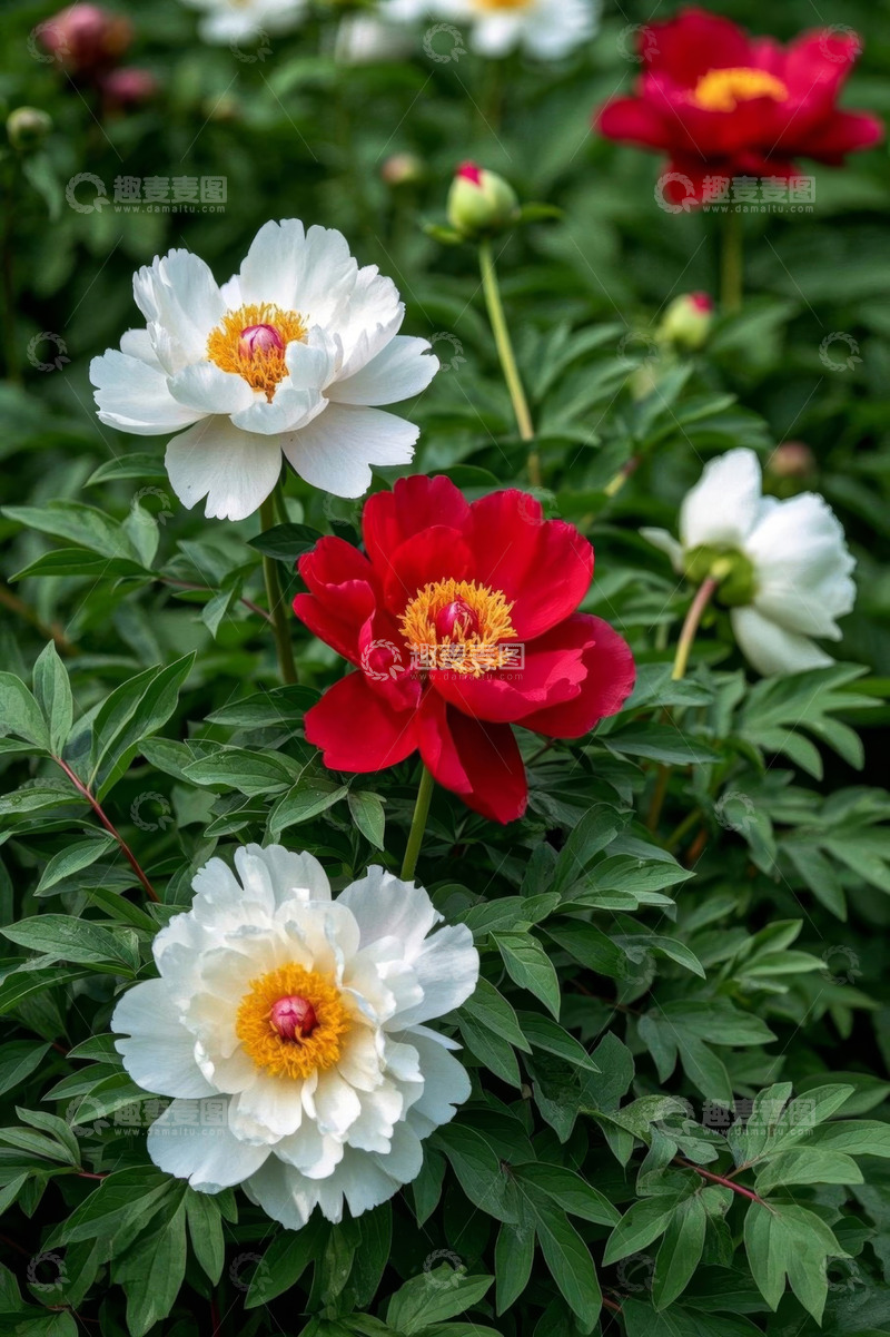 高清大图下载【趣麦麦图】盛开的红白牡丹花