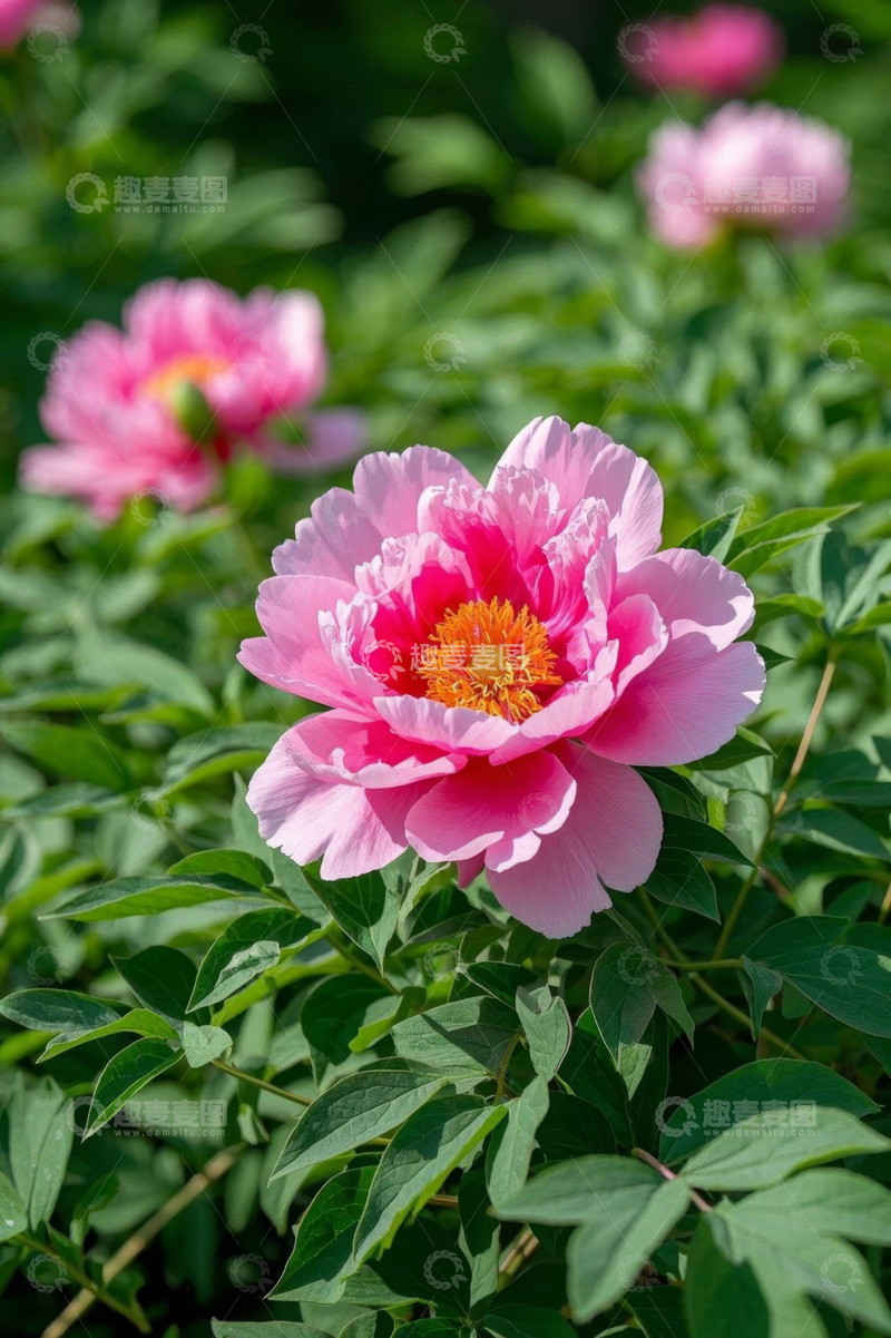 高清大图下载【趣麦麦图】盛开的粉色牡丹花特写