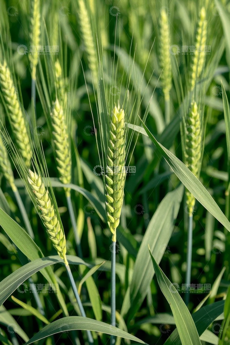 高清大图下载【趣麦麦图】田间生长的绿色小麦植株