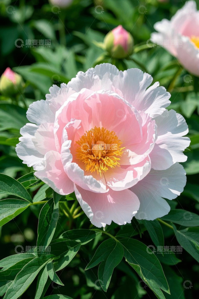 高清大图下载【趣麦麦图】盛开的粉色牡丹花特写