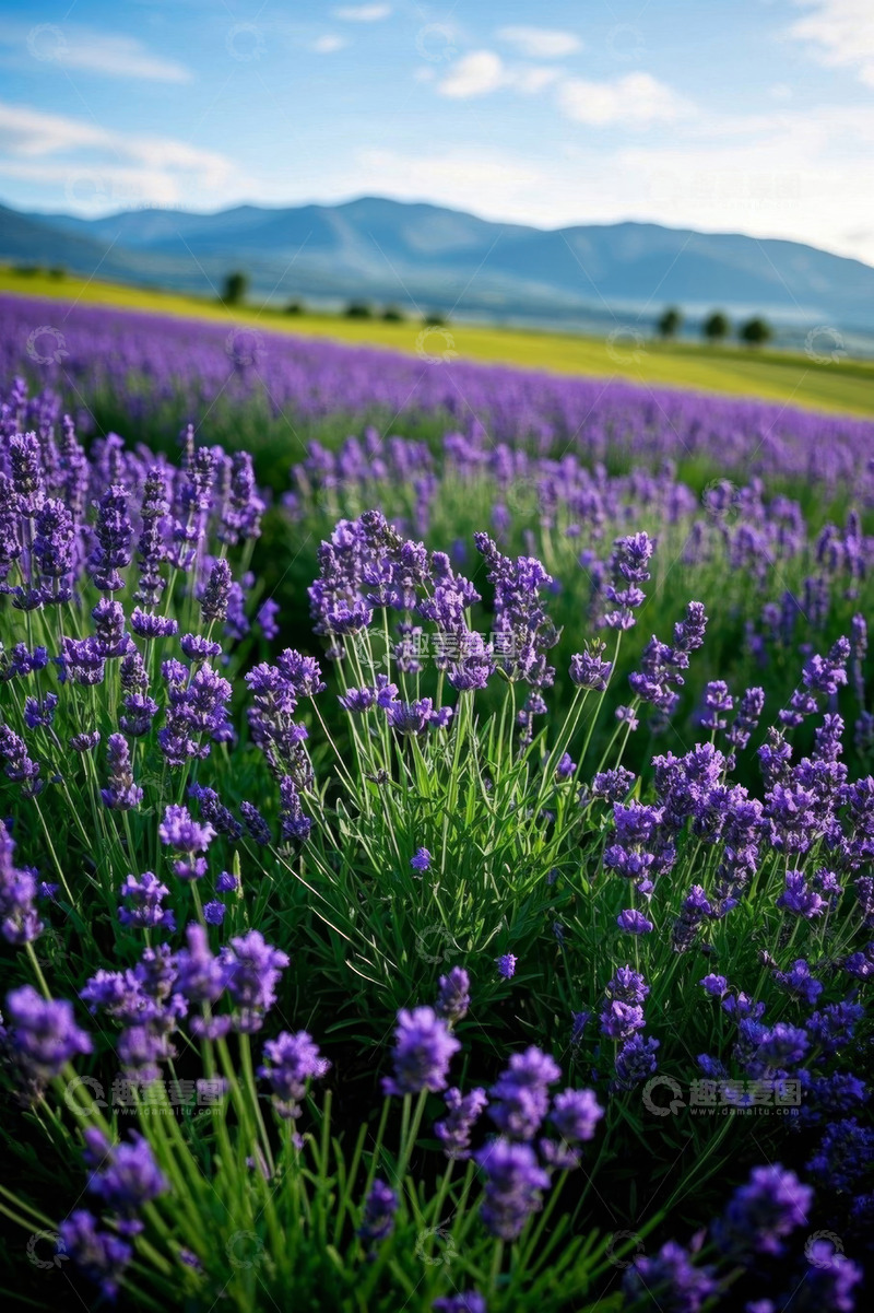 高清大图下载【趣麦麦图】紫色薰衣草花田自然风光