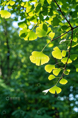 阳光下嫩绿银杏树叶特写
