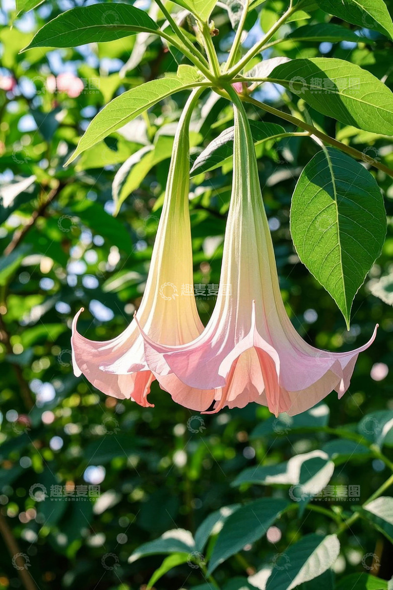 垂吊粉色曼陀罗花特写