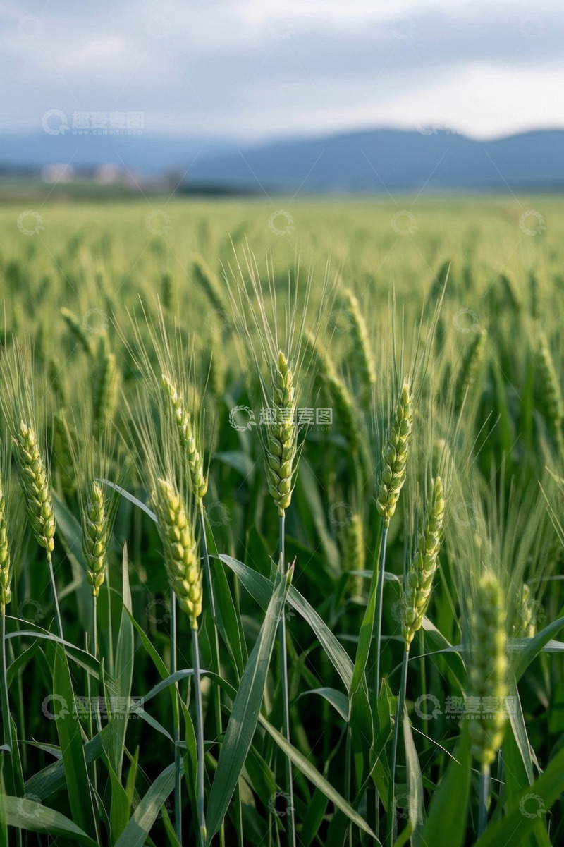 高清大图下载【趣麦麦图】麦田麦穗生长近景