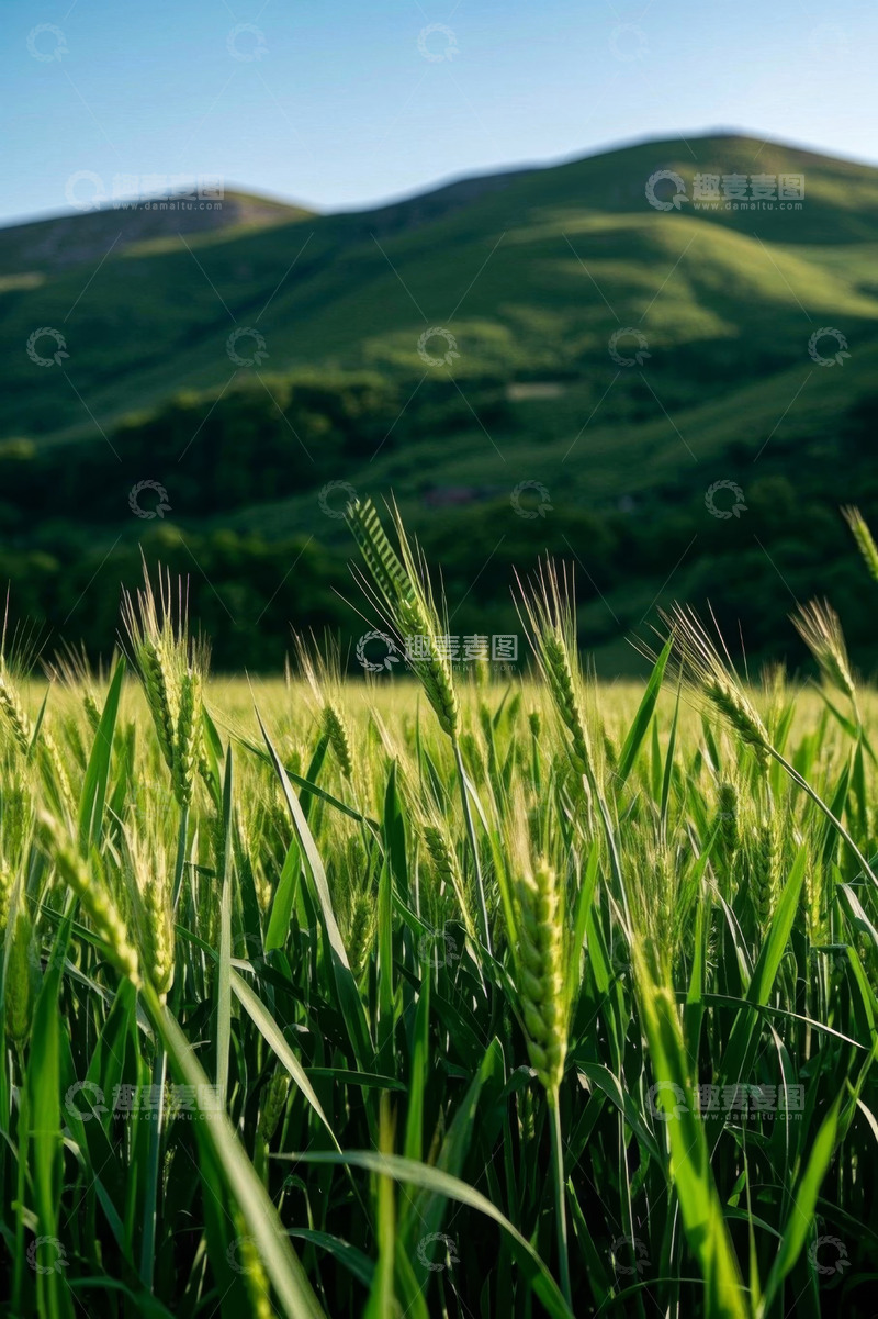 高清大图下载【趣麦麦图】田野中生长的绿色小麦