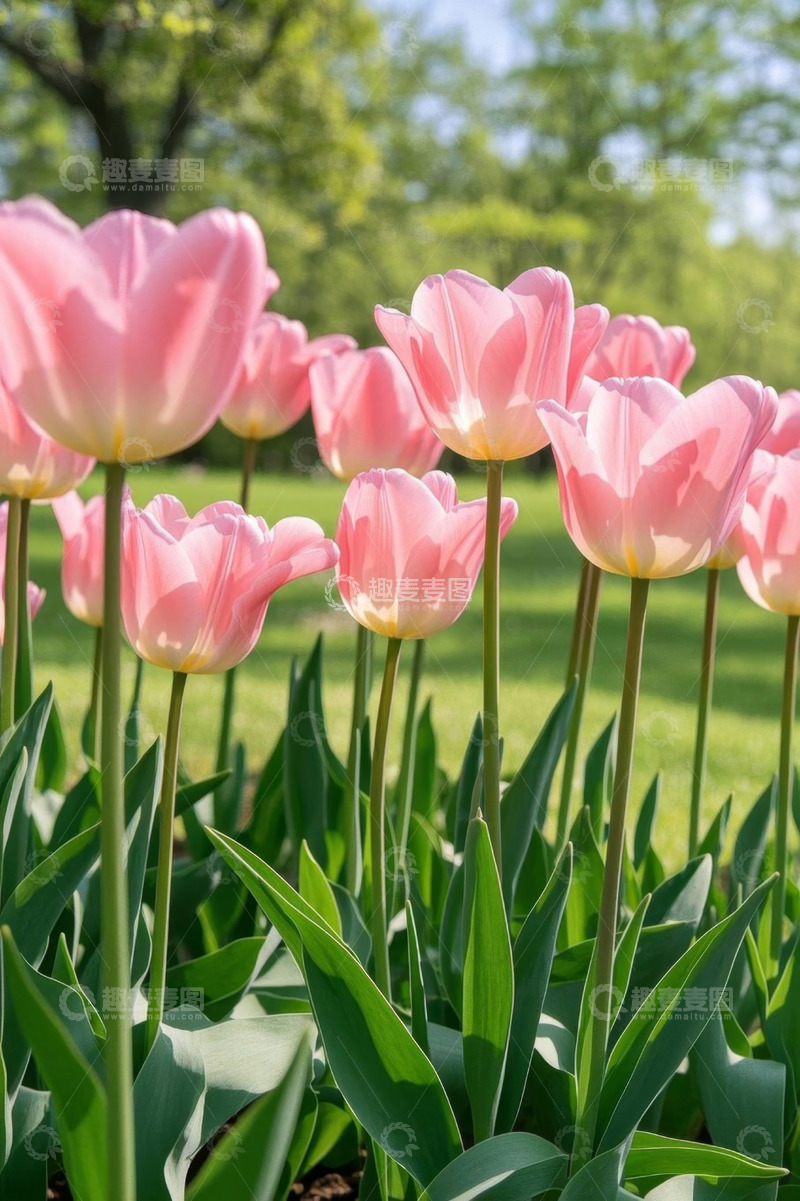 高清大图下载【趣麦麦图】粉色郁金香花卉特写